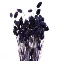 Product Phalaris Violet Dried Decorative Grass 50-55cm 100g
