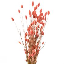 Phalaris pink glossy grass dried dry decoration 70cm 75g