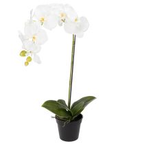 Product Artificial orchid plant, deceptively realistic, for office and living room decoration, 62cm