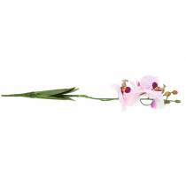 Product Artificial orchid Phaleanopsis White, Purple 43cm