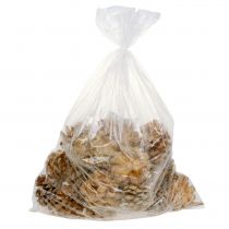 Product Pine cones Pinus Pinea cones cream mixed 5-18cm 25 pcs