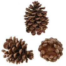 Product Pinus Pinea Real Cones Large Pine Natural H10-12cm 50 Pcs