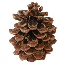 Product Pinus Pinea Real Cones Large Pine Natural H10-12cm 50 Pcs