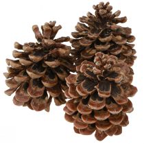 Product Pinus Pinea Real Cones Large Pine Natural H10-12cm 50 Pcs