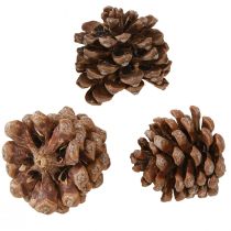Product Pinus Pinea Medium-sized Pine Cones Natural 8-10cm 50 pcs