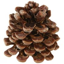 Product Pinus Pinea Medium-sized Pine Cones Natural 8-10cm 50 pcs