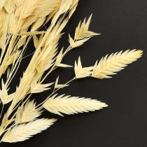 Product Dried Grass Sea Oats Chasmantium Champagne 70cm 10pc