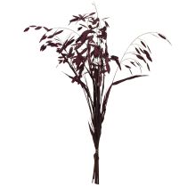 Product Dried Grass Sea Oats Chasmantium latifolium Purple 70cm 10pc