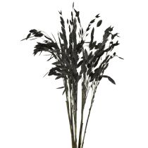 Product Black Chasmantium (Platelet Grass) 70cm Dried Flower Decoration 10 pcs