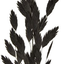 Product Black Chasmantium (Platelet Grass) 70cm Dried Flower Decoration 10 pcs