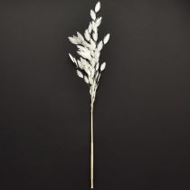 Product Dried Sea Oats Chasmantium latifolium White 70cm 10pc