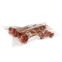 Product Plumosum 1 Orange 25 pcs