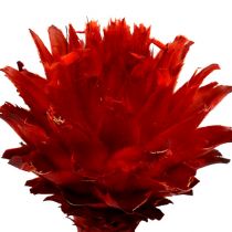 Plumosum 1 Red 25pcs
