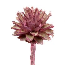 Product Leucospermum 1 blackberry frosted 25pcs