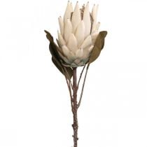 Protea Artificially Withered Drylook Beige Brown Green 72cm