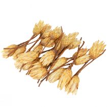 Product Proteen dried Repens cream 1st choice 10-12cm 25 pcs