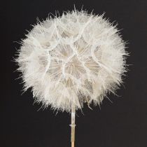 Product Decorative dandelion in white – delicate dried flowers for stylish arrangements Ø11cm 6 pcs