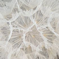 Product Decorative dandelion in white – delicate dried flowers for stylish arrangements Ø11cm 6 pcs