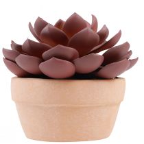 Product Succulent plant in pot Echeveria artificial red Ø15cm