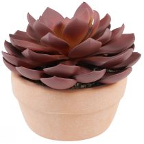 Product Succulent in pot Echeveria artificial red Ø15cm