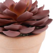 Product Succulent in pot Echeveria artificial red Ø15cm