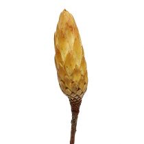 Product Repens Cream small 50 pcs