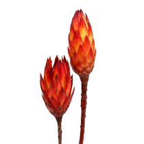 Product Repens Red 2-Tone 25 pcs