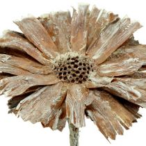 Protea rosette 8-9cm washed white 25p