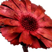 Product Repens Rosette Erika 8cm - 9cm 25 pcs