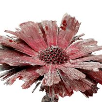Product Protea rosette heather frosted Ø8-9cm 25p