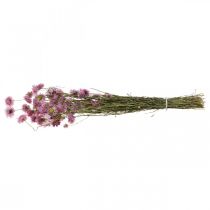 Product Strawflowers dried flowers pink Acroclinium bunch 20g