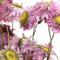 Product Strawflowers dried flowers pink Acroclinium bunch 20g