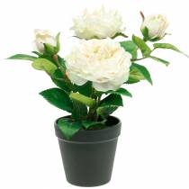 Peony in a pot, romantic decorative rose, silk flower cream white