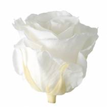 Product Infinity Roses Large Ø5.5-6cm White 6 pcs