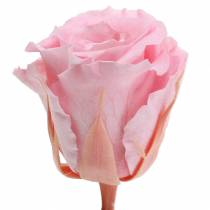 Product Eternal Roses Medium Ø4-4.5cm Pink 8 pcs