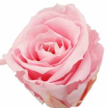 Product Everlasting roses medium Ø4-4.5cm pink 8pcs