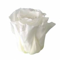 Product Preserved Roses Medium Ø4-4.5cm White 8 pcs