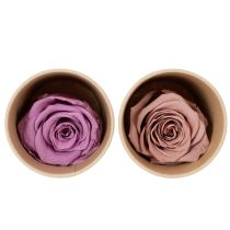 Product Preserved rose heads, romantic gift, long-lasting roses for special occasions, 5cm, 6 pieces