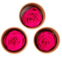 Product Preserved Rose Decorations, Real Flowers for Table Decoration, Unique and Sustainable Blooms, 5cm, 6 Pieces