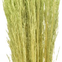 Product Bent Grass Agrostis Capillaris Dry Grasses Green 65cm 80g