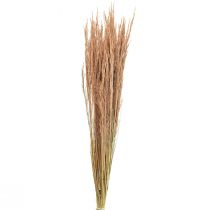 Product Red Bent Grass Agrostis Dry Grass Red Brown 65cm 80g