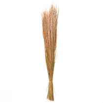 Product Red Bent Grass Agrostis Dry Grass Red Brown 65cm 80g