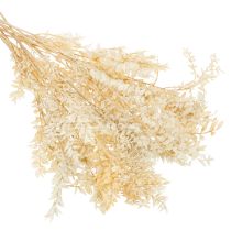 Product Dried ruscus decorative branch, bleached ruscus, 200g