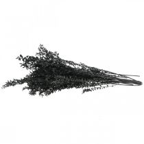 Product Ruscus branches, decorative branches, dried flowers, black, 200g