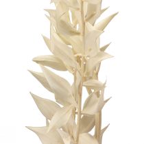 Product Ruscus dried decorative branch Ruscus bleached 62cm 1pc