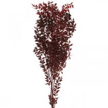 Dried Ruscus, dry floristry, thorn myrtle red L58cm 30g
