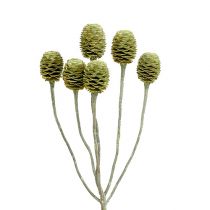 Product Sabulosum branch 4-6 Green frosted 25pcs
