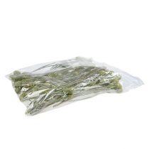 Product Sabulosum branch 4-6 Green frosted 25 pcs