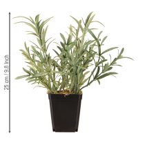 Product Sage in Pot Salvia Lavandulifolia Artificial H25cm