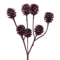 Salignum branches with cones Bordeaux 25pcs